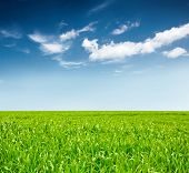 picture of blue sky  - background of cloudy sky and grass - JPG 