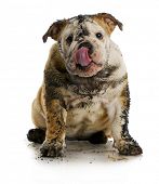 picture of english  - dirty dog  - JPG 