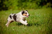 stock photo of outdoor  - australian shepherd dog puppy runnings outdoors summer - JPG 