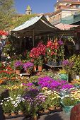 picture of france  - Colorful flower market in Nice France on the Riviera - JPG 