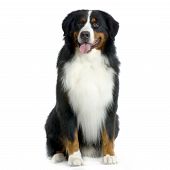 stock photo of dog  - bernese mountain dog sitting in front of white background - JPG 