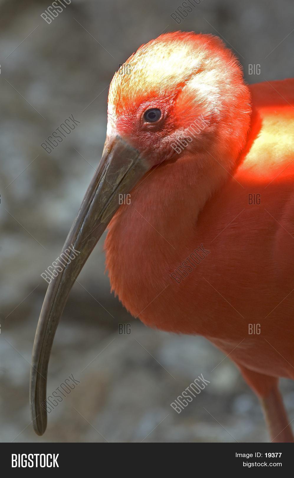 Bird Long Beak Image & Photo | Bigstock