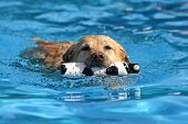 stock photo of dog  - dog at a pool - JPG 