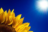 foto of blue sky  - Sunflower leaves under hot sun - JPG 