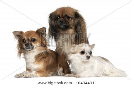 Pomeranian Mixed With Yorkie. teacup pomeranian mix dad