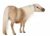 stock photo of equus caballus  - Palomino Shetland pony Equus caballus 3 years old standing in front of white background - JPG 