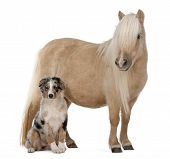 stock photo of equus caballus  - Palomino Shetland pony Equus caballus 3 years old and Australian Shepherd puppy 4 months old in front of white background - JPG 