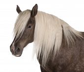stock photo of equus caballus  - Comtois horse a draft horse Equus caballus 10 years old in front of white background - JPG 