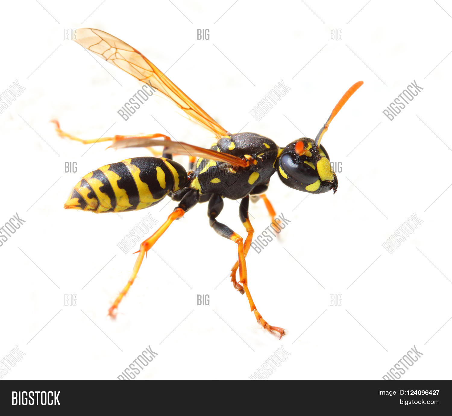 Yellow Jacket Wasp Poisonous Pest Image & Photo Bigstock