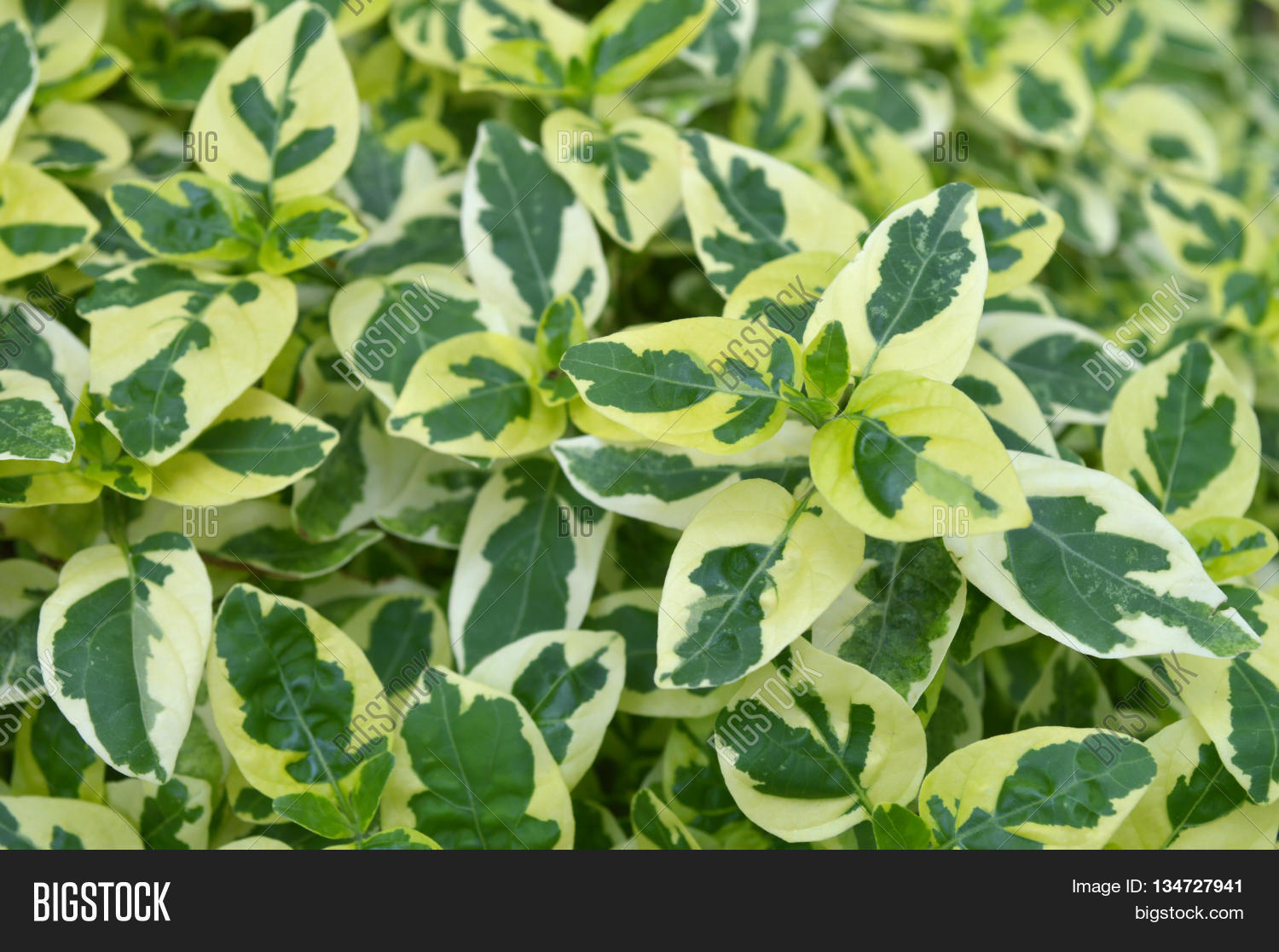 Variegated Chinese violet Asystasia sp. Family Acanthaceae 