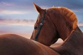 pic of horse  - Portrait of a horse in the sunset sky - JPG 