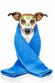 stock photo of dog  - Dog With A Beauty Mask looking glamourous - JPG 