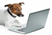 image of internet  - Dog surfing the internet with  a computer - JPG 