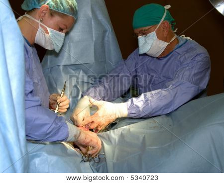 Castration Crushed Vedeo Htm Pic Fly Man Html