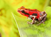 foto of animals  - red strawberry poison dart frog tropical amphibian from jungle of Panama - JPG 