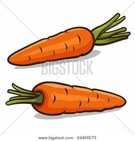 carrot
