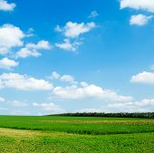 picture of blue sky  - The field and blue sky - JPG 