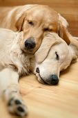image of dog  - View of two dogs lying  - JPG 