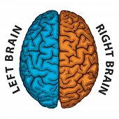 image of neurology  - Left Brain - JPG 