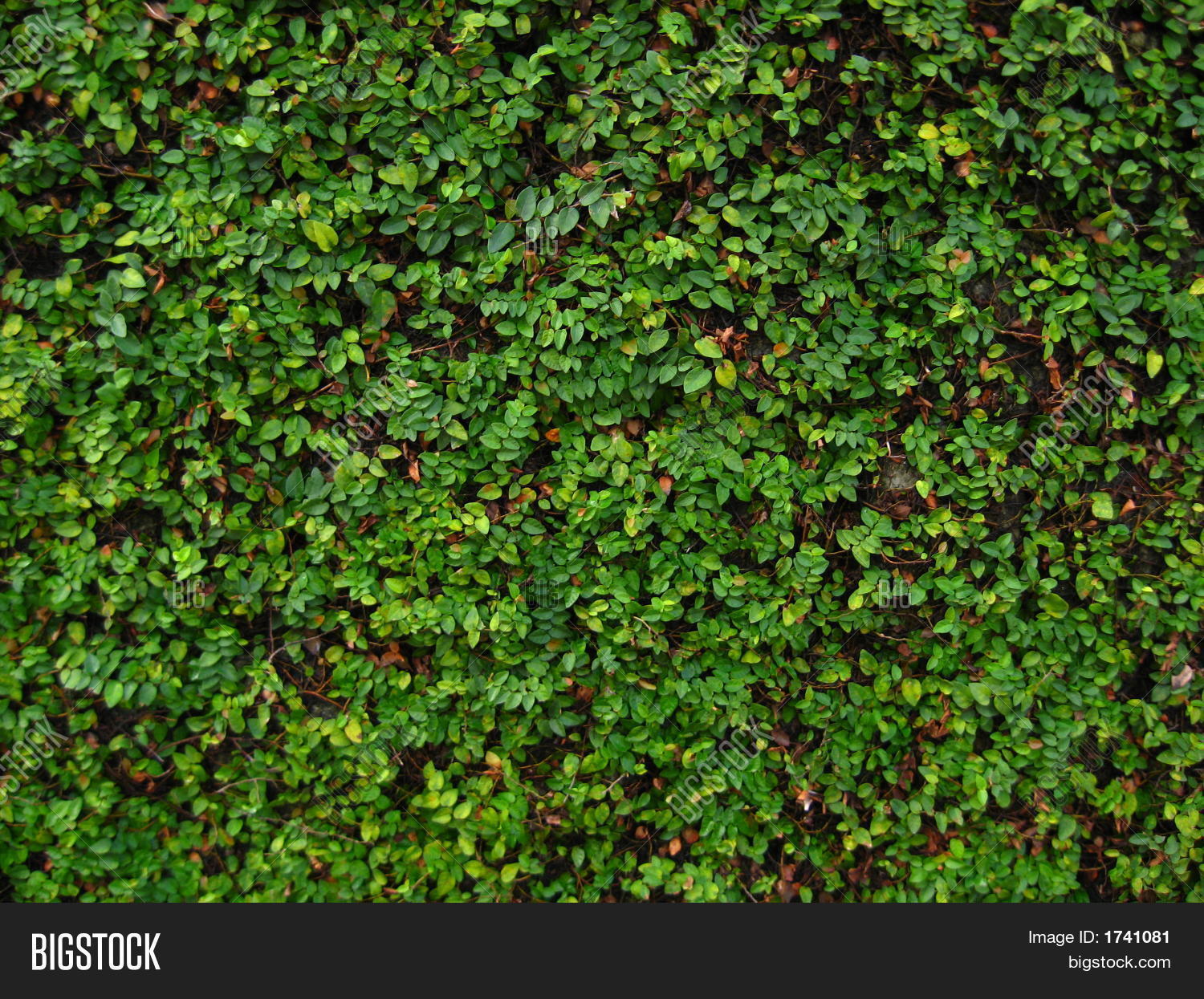 Tropical Wall Crawling Plant Image & Photo Bigstock