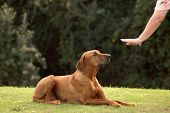 picture of dog  - A white hand of a caucasian woman showing her obedient Rhodesian Ridgeback hound dog with cute expression in the face the sign for DOWN outdoors in the park
 - JPG 