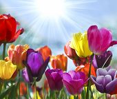 pic of beauty  - Spring Beauty - JPG 