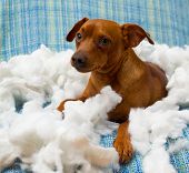 image of bites  - naughty playful puppy dog after biting a pillow tired of hard work - JPG 