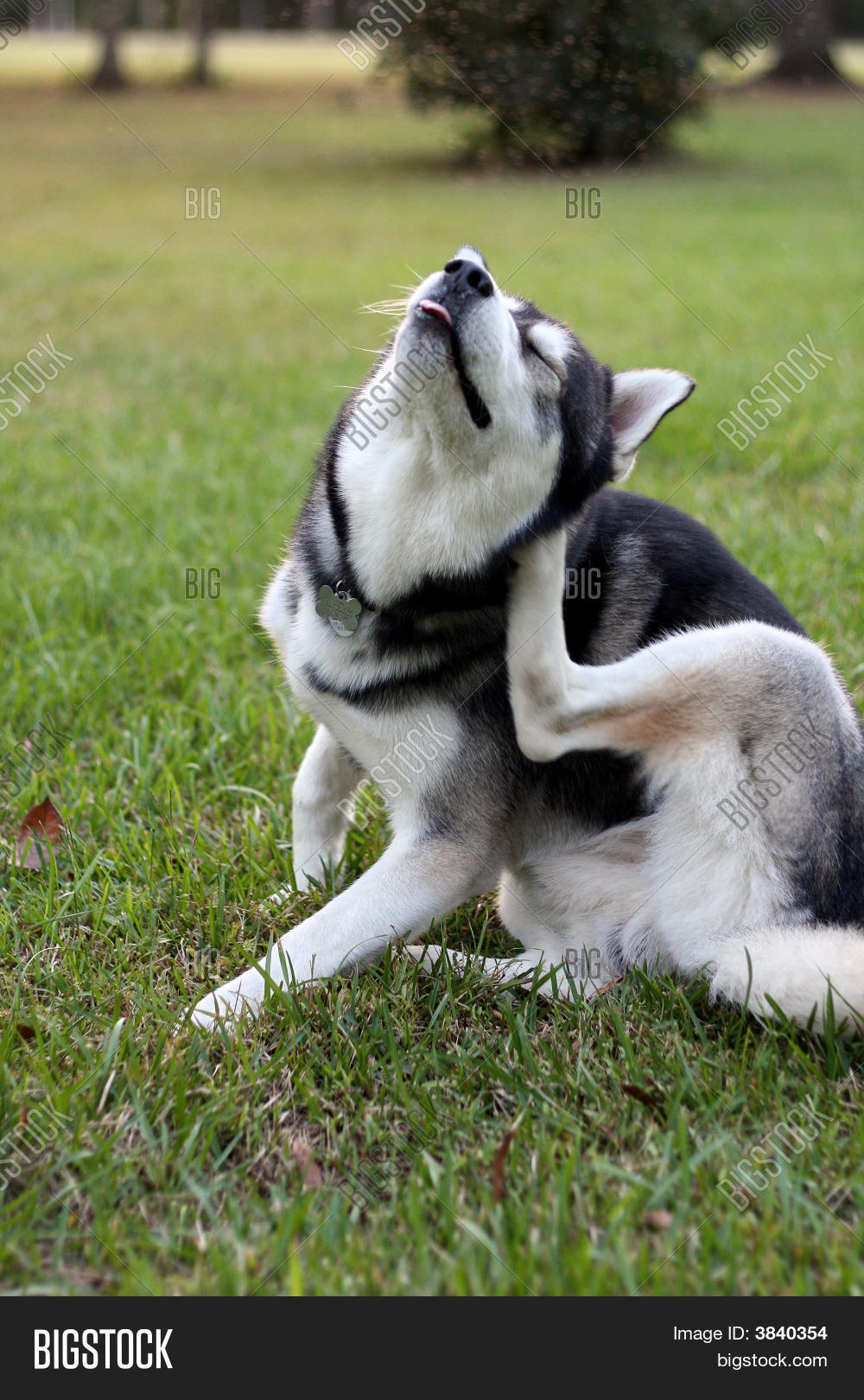 Scratching Siberian Husky Stock Photo & Stock Images Bigstock