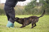 stock photo of bites  - training of an holland shepherd who biting a man - JPG 