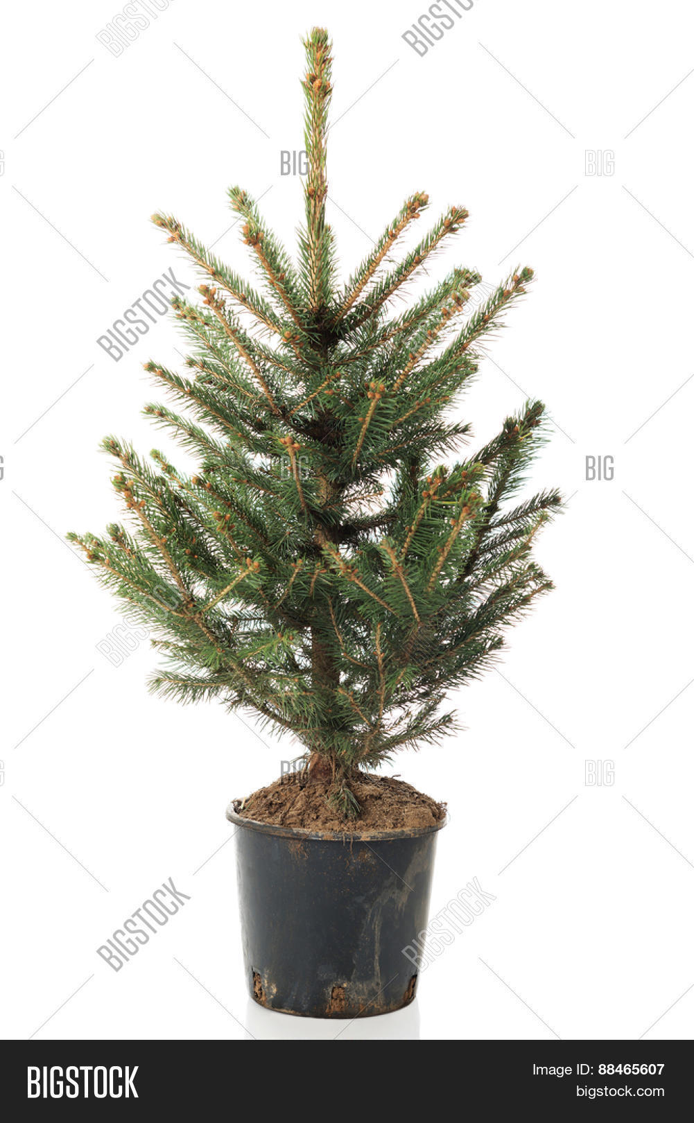 small real undecorated bare christmas tree in a pot small real undecorated bare christmas tree in a pot