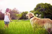 stock photo of walking  - Young girl with golden retriever walking away into sun - JPG 