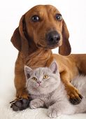 image of dog  - British kitten  and dog dachshund - JPG 