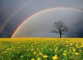 picture of sky  - dandelion field and dead tree under cloudy sky with rainbow - JPG 