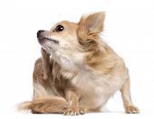 pic of animals  - Chihuahua scratching against white background - JPG 