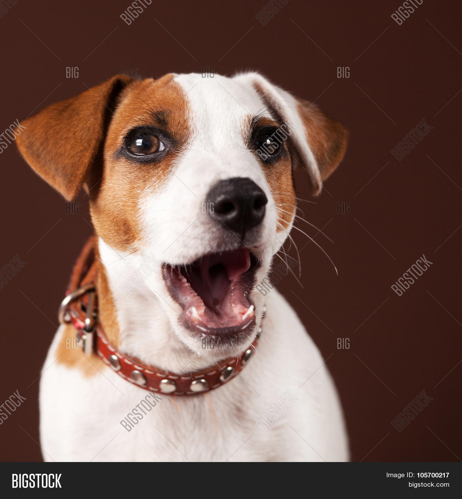 Surprised Dog. Puppy Open Mouth Image & Photo Bigstock