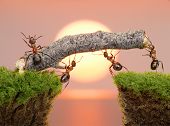 picture of bridge  - team of ants constructing bridge over water on sunrise or sunset - JPG 
