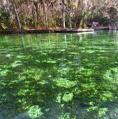 stock photo of seep  - Clear waters of Wekiwa Springs State Park in central Florida - JPG 
