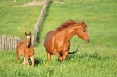 picture of quarter horse  - An American Quarter Horse mare with her 2011 foal  on a spring evening in Marietta - JPG 