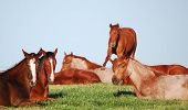 foto of quarter horse  - A herd of American Quarter Horse yearling fillies napping on a spring morning at the Polo Ranch in Marietta  - JPG 