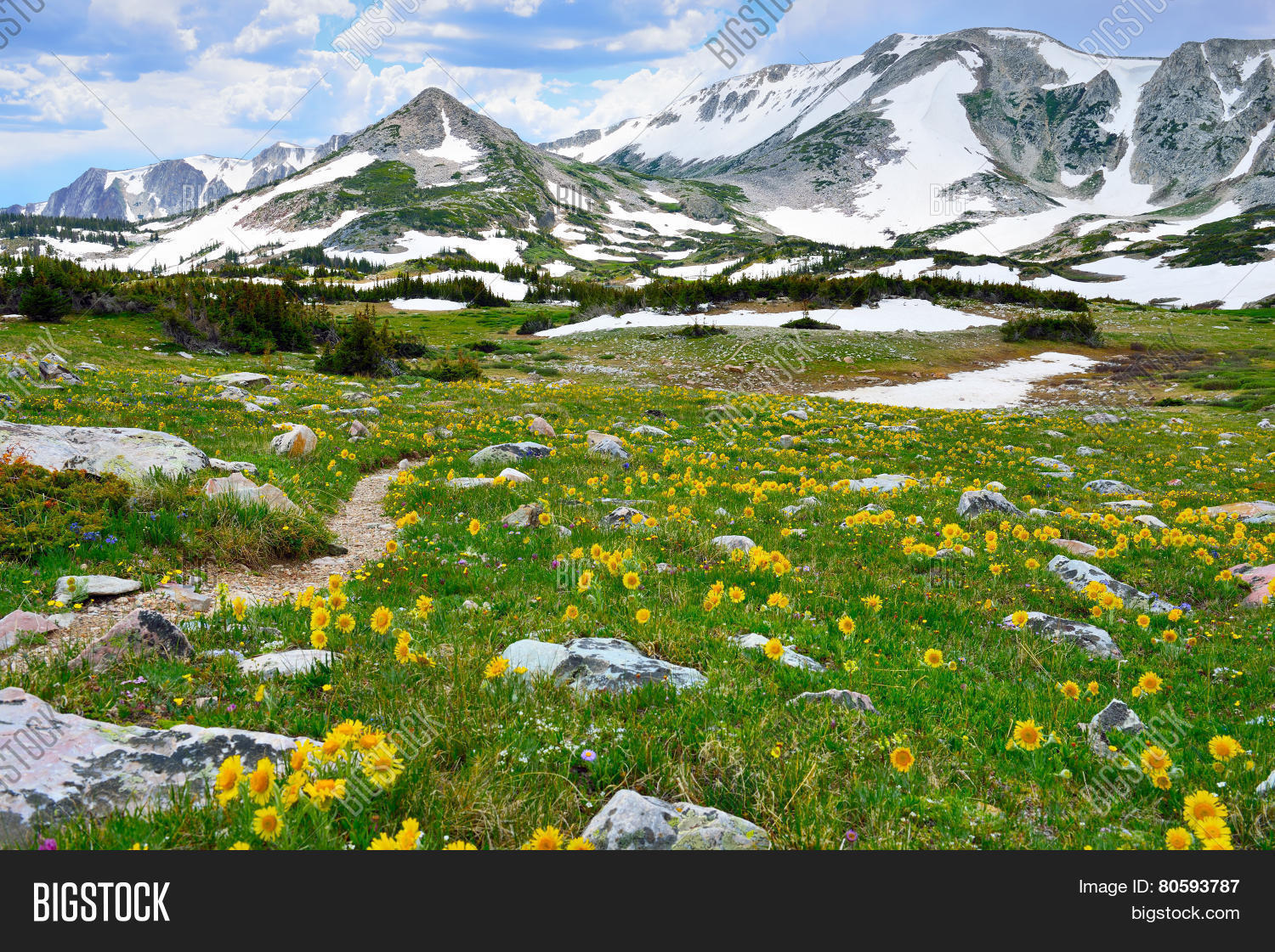 Trail Through The Alpine Meadow With Wild Flowers In Snowy Range