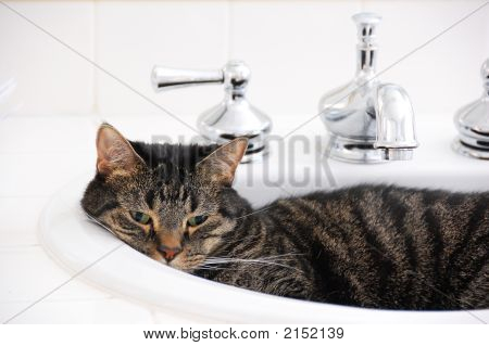 Stock photo : Cat In Bathroom Sink