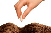 stock photo of incorporate  - hand putting a seed in the soil isolated over white background - JPG 