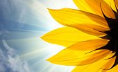 picture of blue sky  - Sunflower detail isolated on white background - JPG 