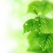 pic of vein  - Beautiful Fresh Leaves with Water drops - JPG 