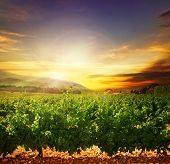 picture of nature  - Beautiful Sunset - JPG 