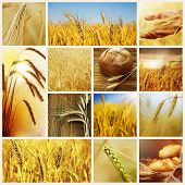 stock photo of food  - Wheat - JPG 