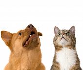 stock photo of dog  - Dog and cat looking up - JPG 