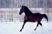 picture of horse  - Portrait of a horse - JPG 