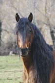 picture of equine  - Portrait of a hairy horse with a large mane - JPG 