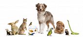 stock photo of group  - Group of pets together in front of white background - JPG 